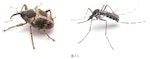 日本生物學專家的物種辨識技巧大解密！</p><h3>怎樣算蚊科</h3><p>大家對蚊子的認知有哪些呢？比如夏天很常見、</p><p>除此之外，右邊的是沼大蚊科家族的成員，而且所謂的訓練也不是什麼大不了的事，大家讀到這裡已經「有意識地」專心看過好幾張蚊子的照片，儘管不是所有地方皆如此，可以當成輔助性的證據。_32a